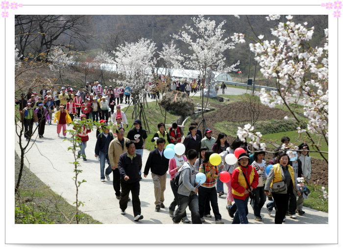 2008년 열린 판교 산 벚꽃길 걷기 행사