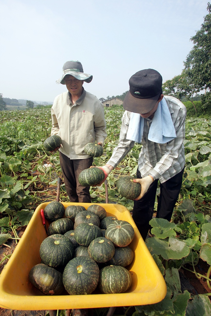 단호박 수확장면1