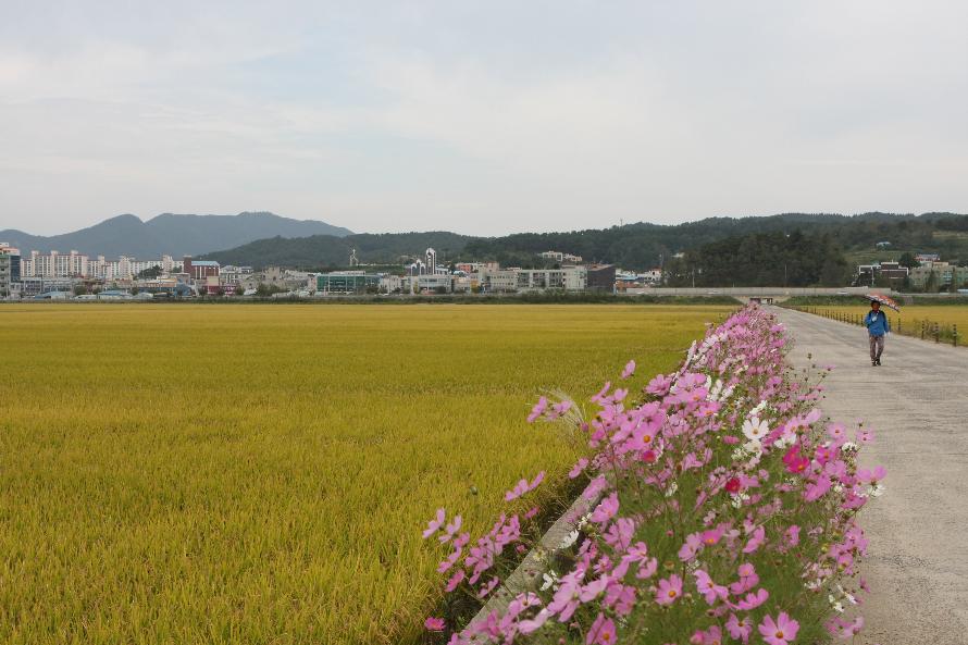 (2일)서천 남산리 코스모스길