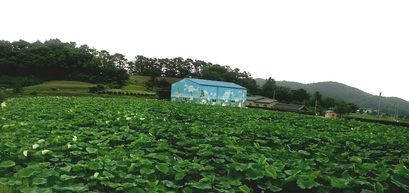 (22일)기산면 화산리(이색체험마을) 두레센터 인근 연꽃단지