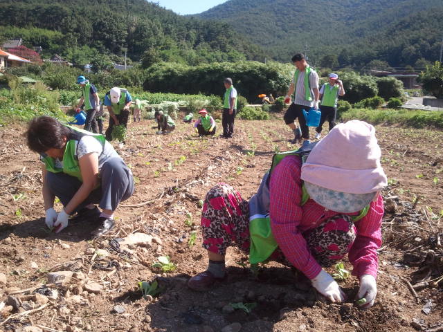 (6일) 비인면 펀펀한 힐링 학습동아리, 배추포기 사진 1