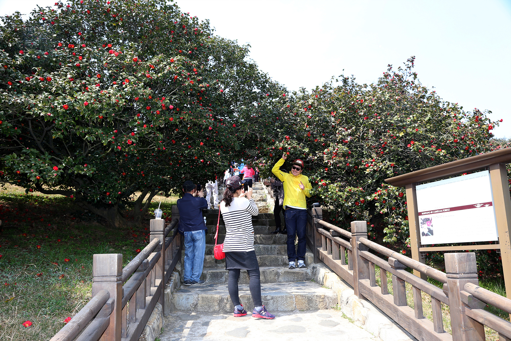 (포토)만개한동백정 (7)