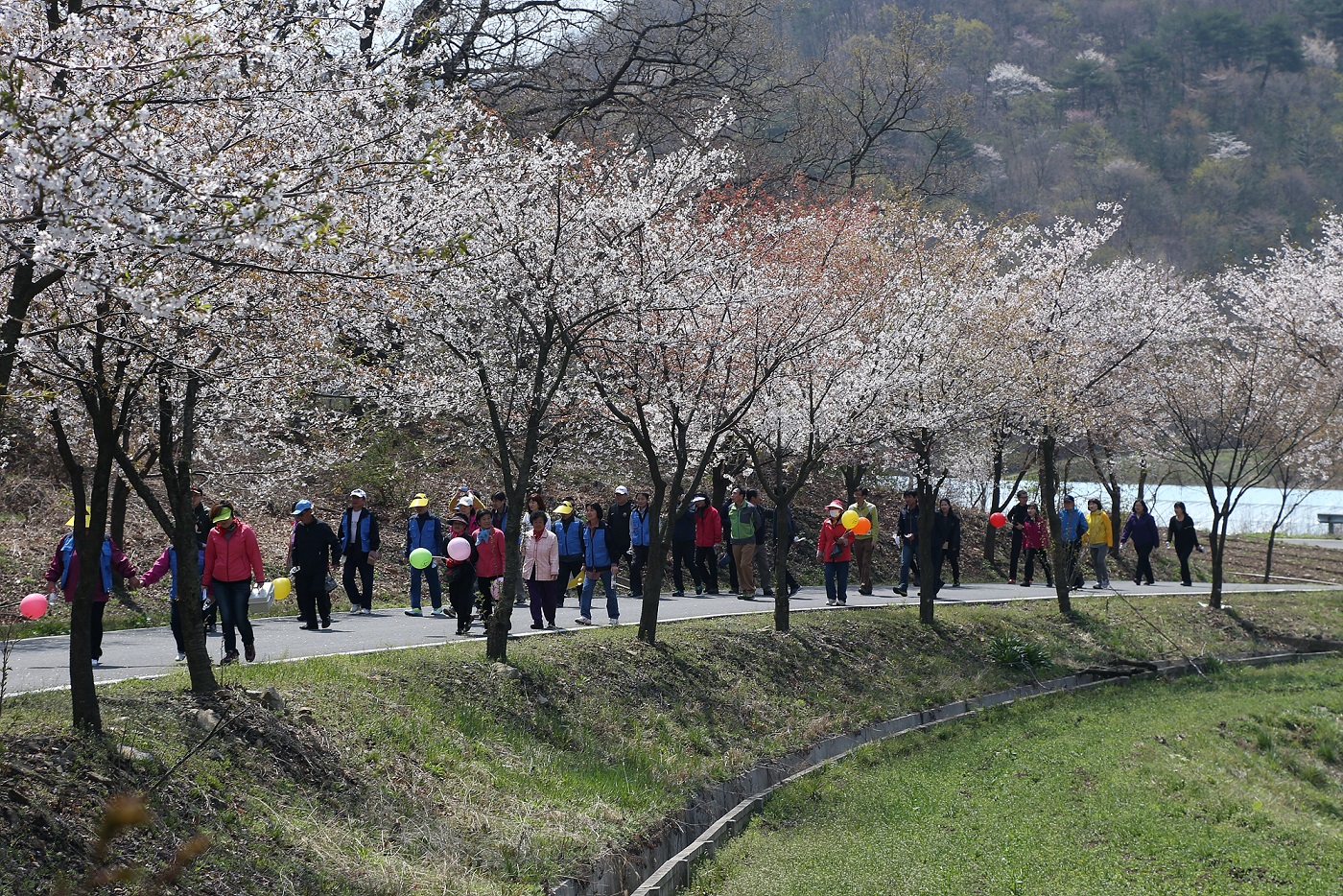 (11일)판교면 심동산벚꽃길걷기대회 (5)