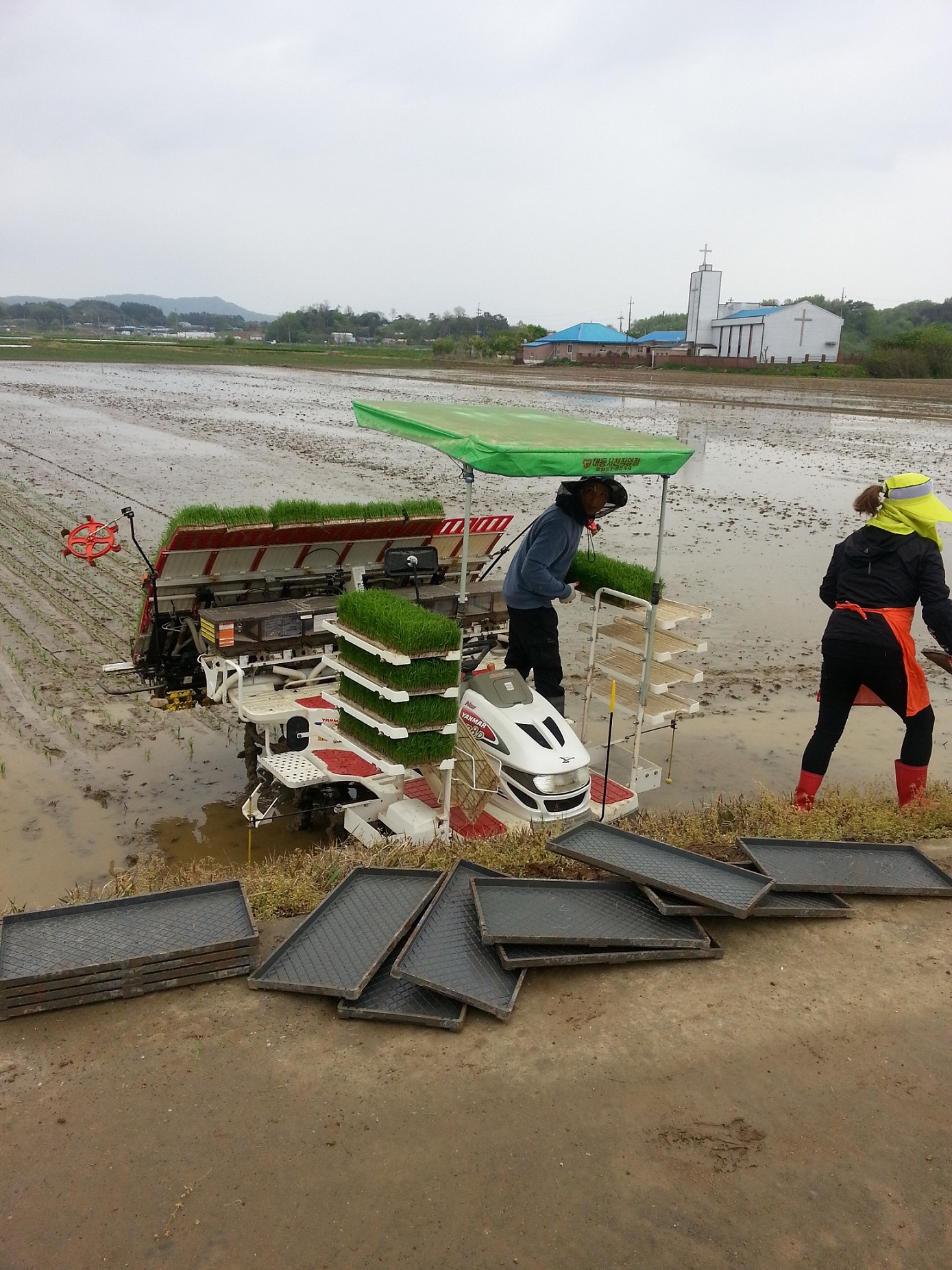 (30일)서천군,첫모내기 (1)