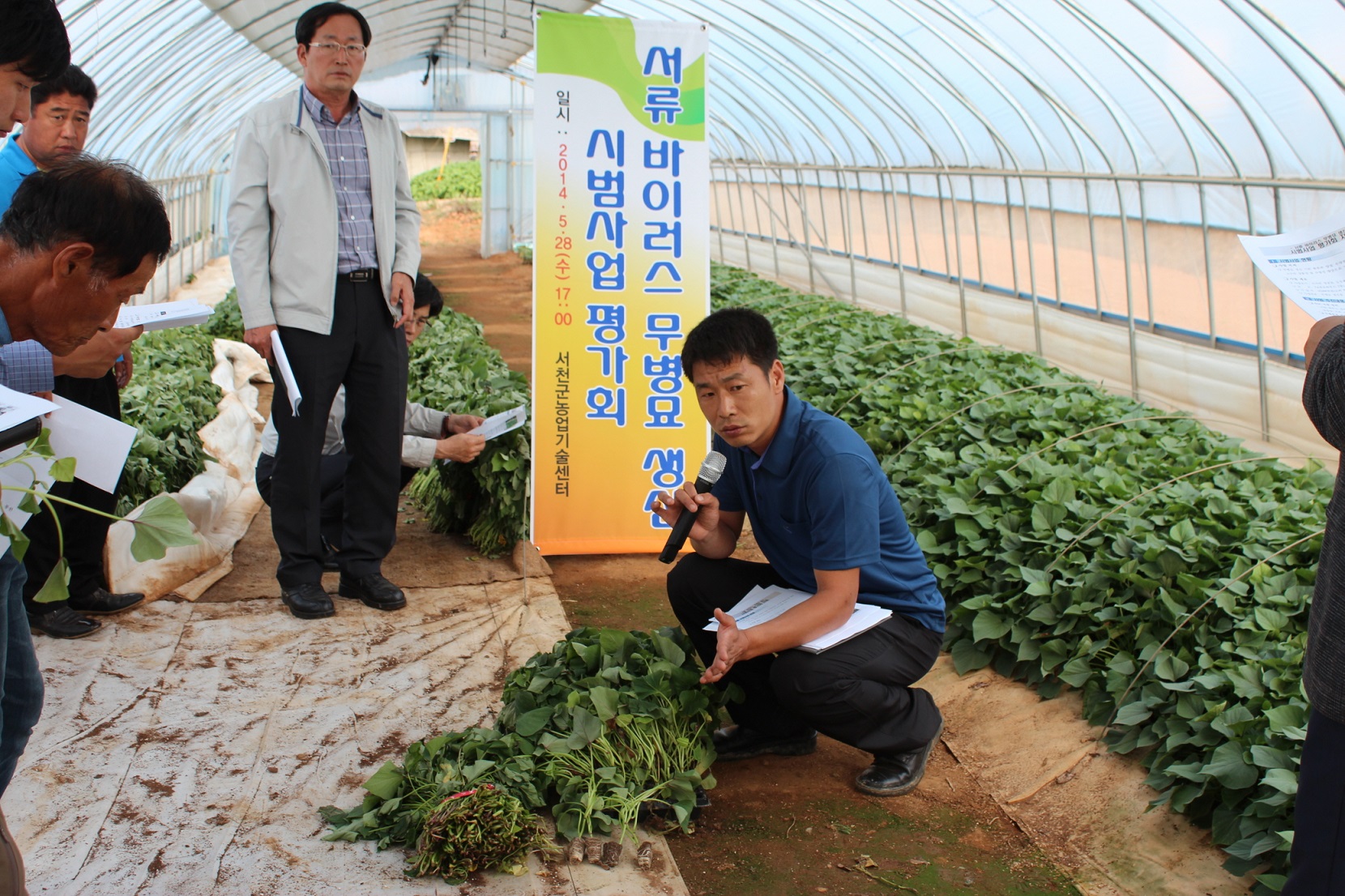 (29일)서류바이러스무병묘평가회 (2)