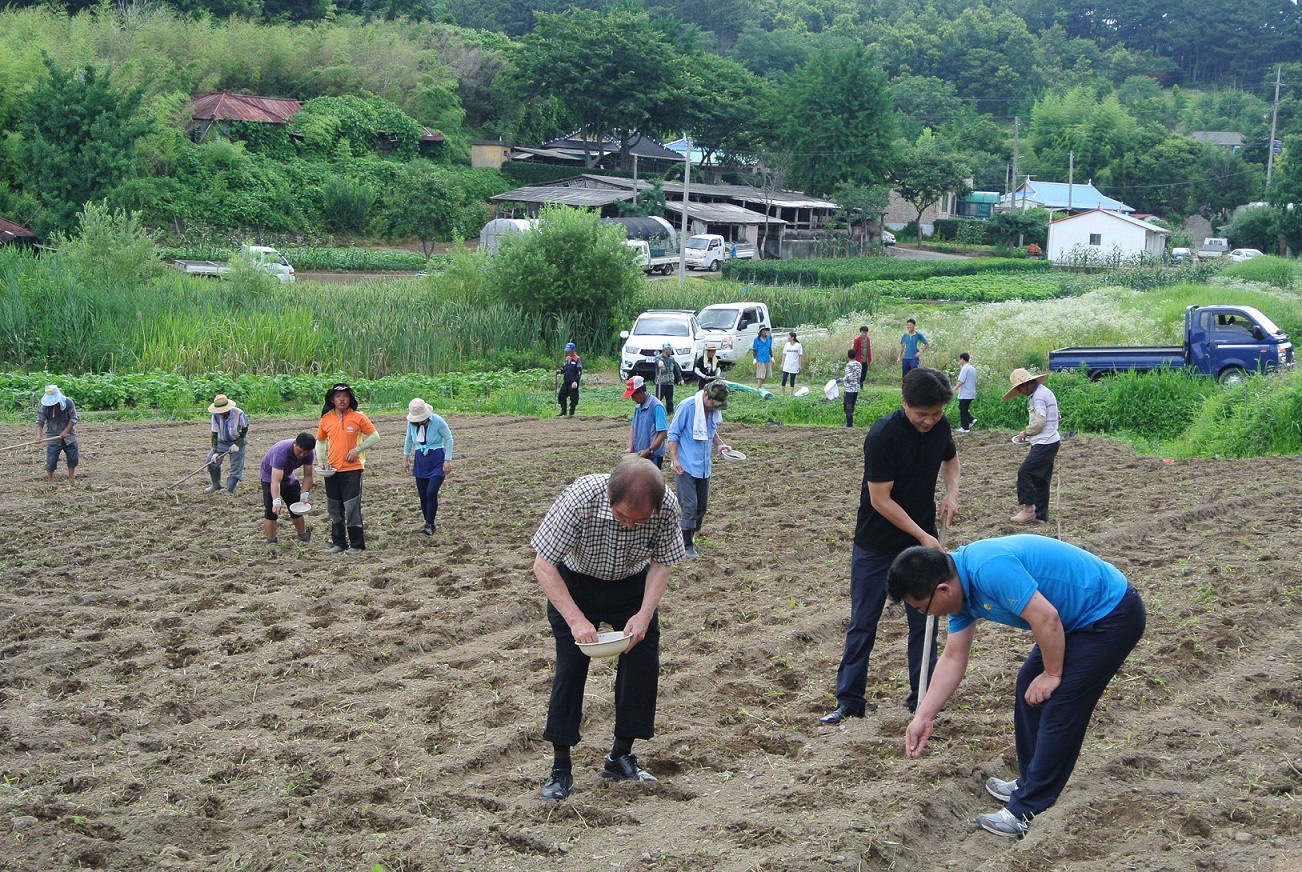 (11일)마산면 토종콩 (2)