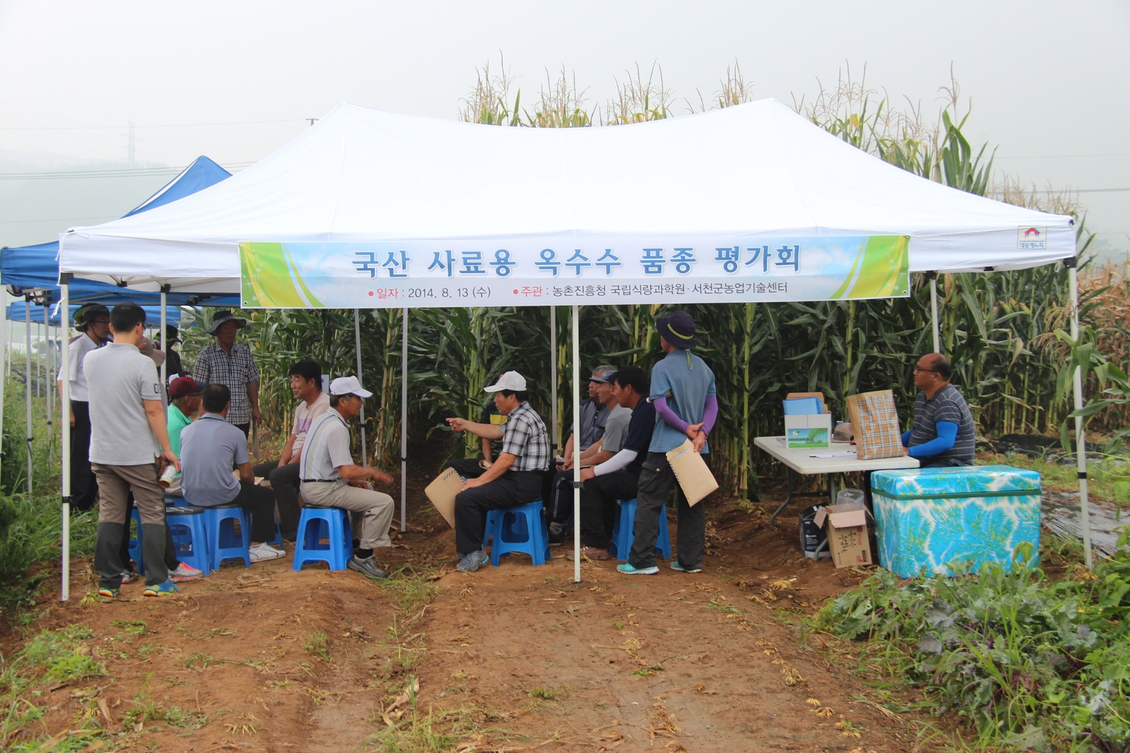 (14일)사료용 옥수수 품종선발 평가회 (2)