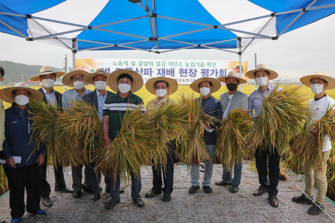 (8일)서천군, 벼 드론 산파재배 노동력은 “뚝” 농가소득은 “쑥”(1)