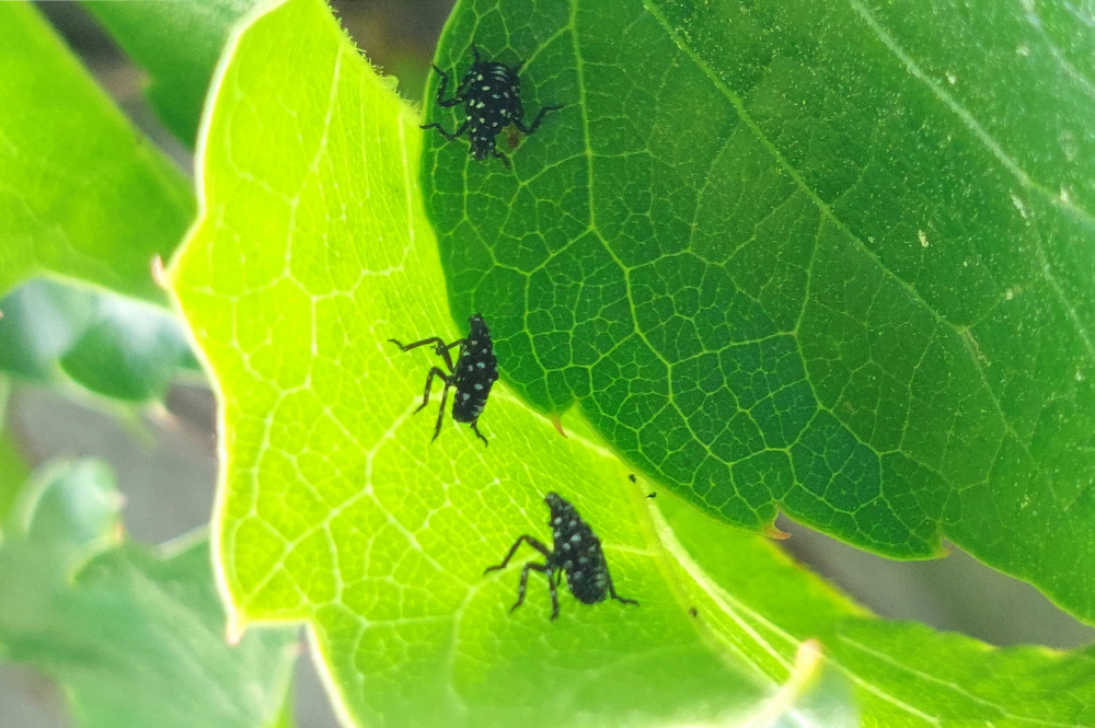 서천군, 과수 돌발해충 첫 부화 전년보다 10일 빨라(돌발해충인 꽃매미의 모습)