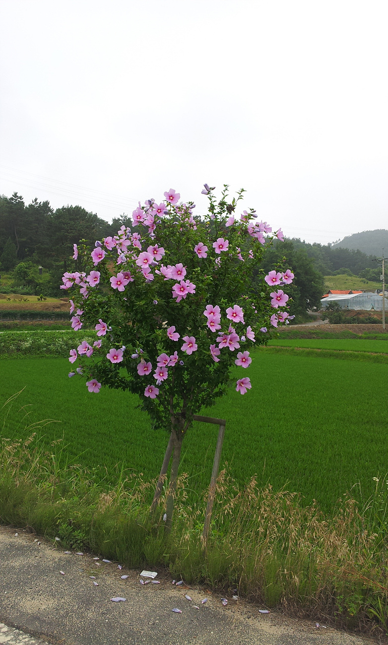 무궁화 꽃이 피었습니다.