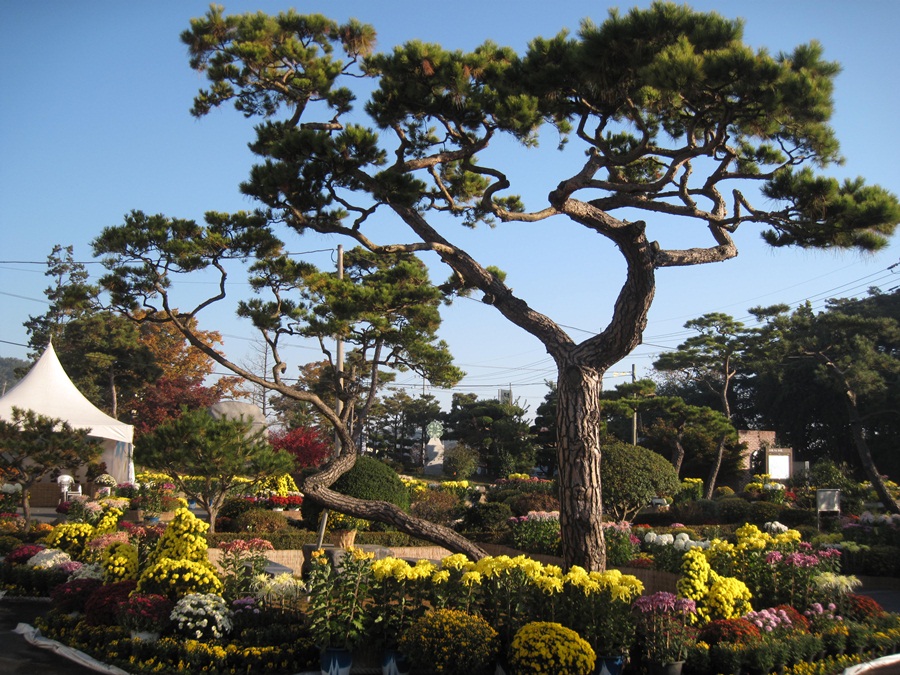 서천군 마서면, 화려한 국화잔치 열려