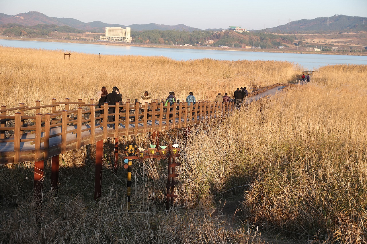 서천군, 신성리 갈대밭 한국 관광의 별 후보에 선정