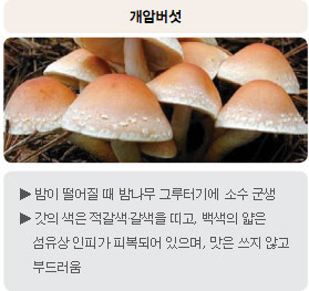 식용버섯 -  개암버섯 : 밤이 떨어질 때 밤나무 그루터기에 소수 군생, 갓의 색은 적갈색·갈색을 띠고, 백색의 얇은 섬유상 인피가 피복되어 있으며, 맛은 쓰지 않고 부드러움